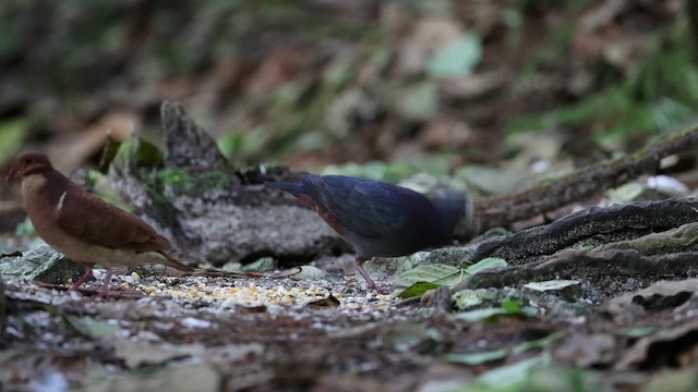 White-fronted Quail-Dove - ML632066592