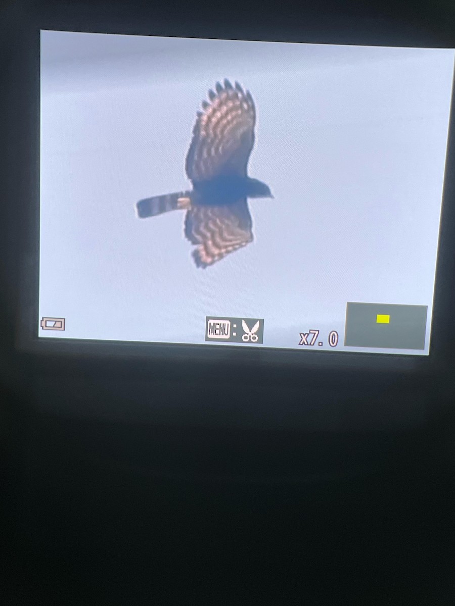 Black Hawk-Eagle - ML632066710