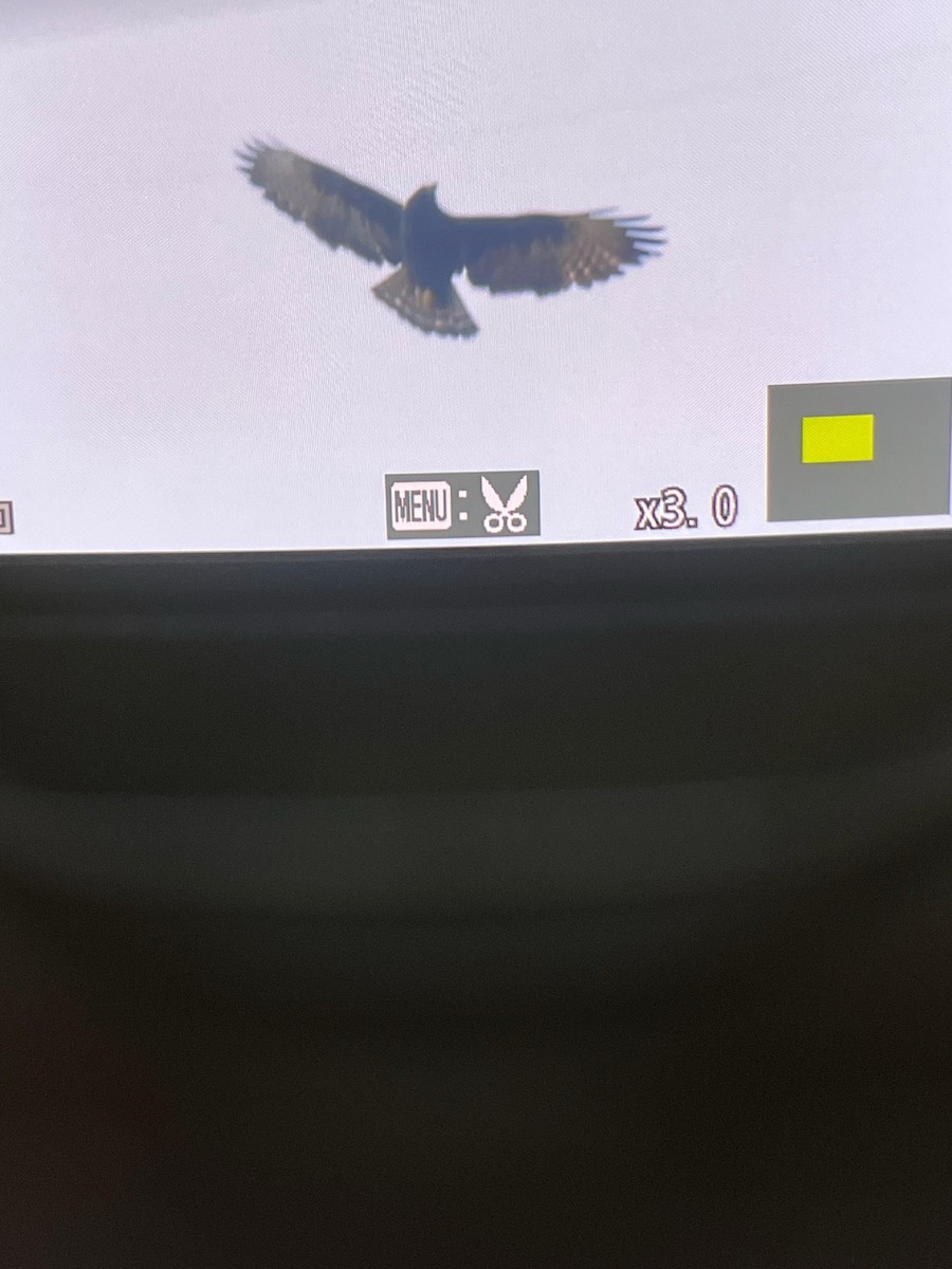 Black Hawk-Eagle - ML632066711