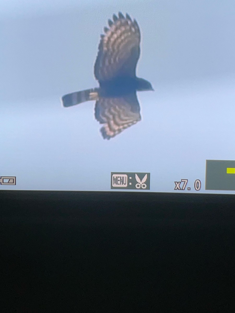 Black Hawk-Eagle - ML632066712