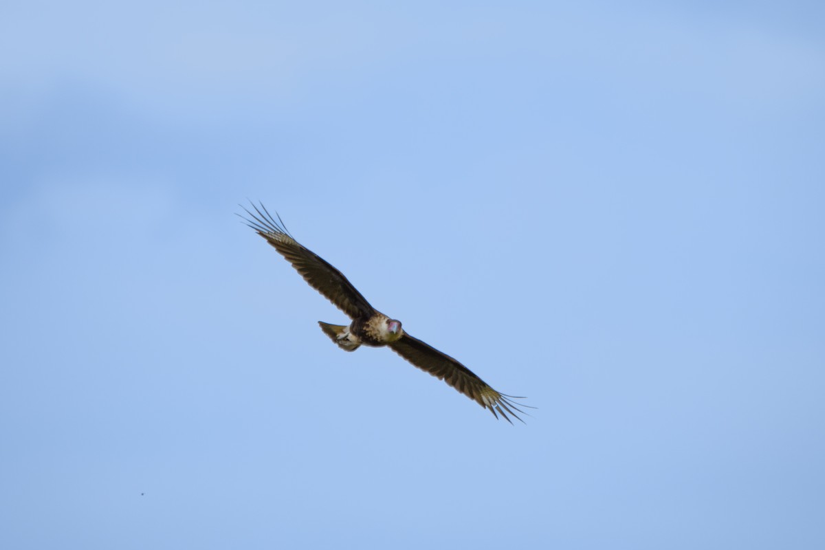 Crested Caracara - ML632066756