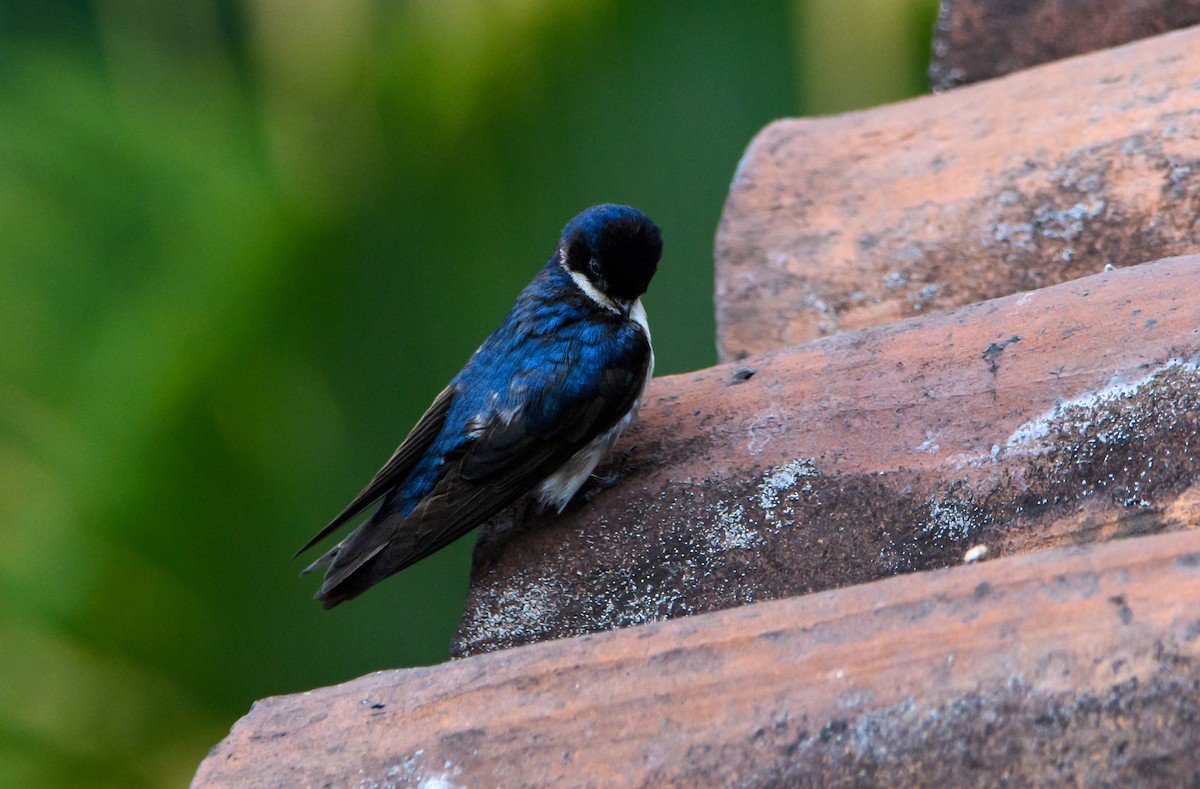 Blue-and-white Swallow - ML632066774