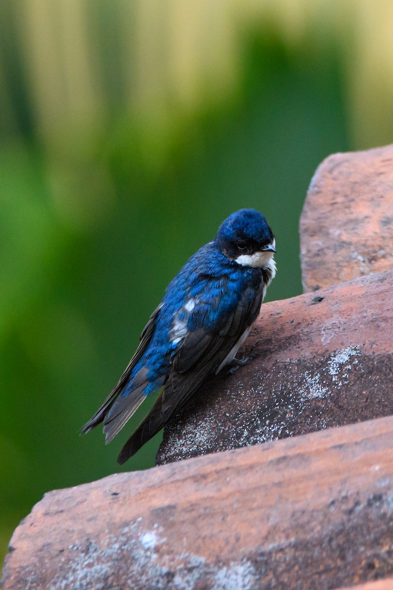 Blue-and-white Swallow - ML632066775