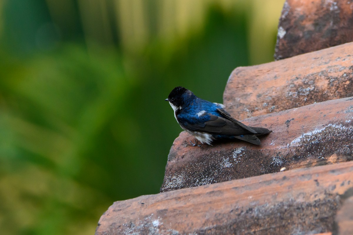 Blue-and-white Swallow - ML632066776