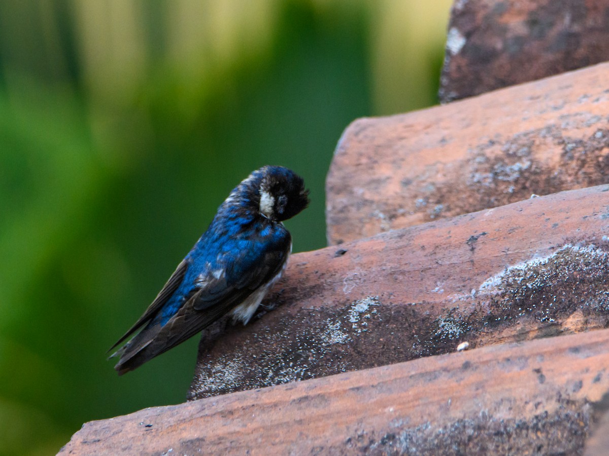 Blue-and-white Swallow - ML632066777
