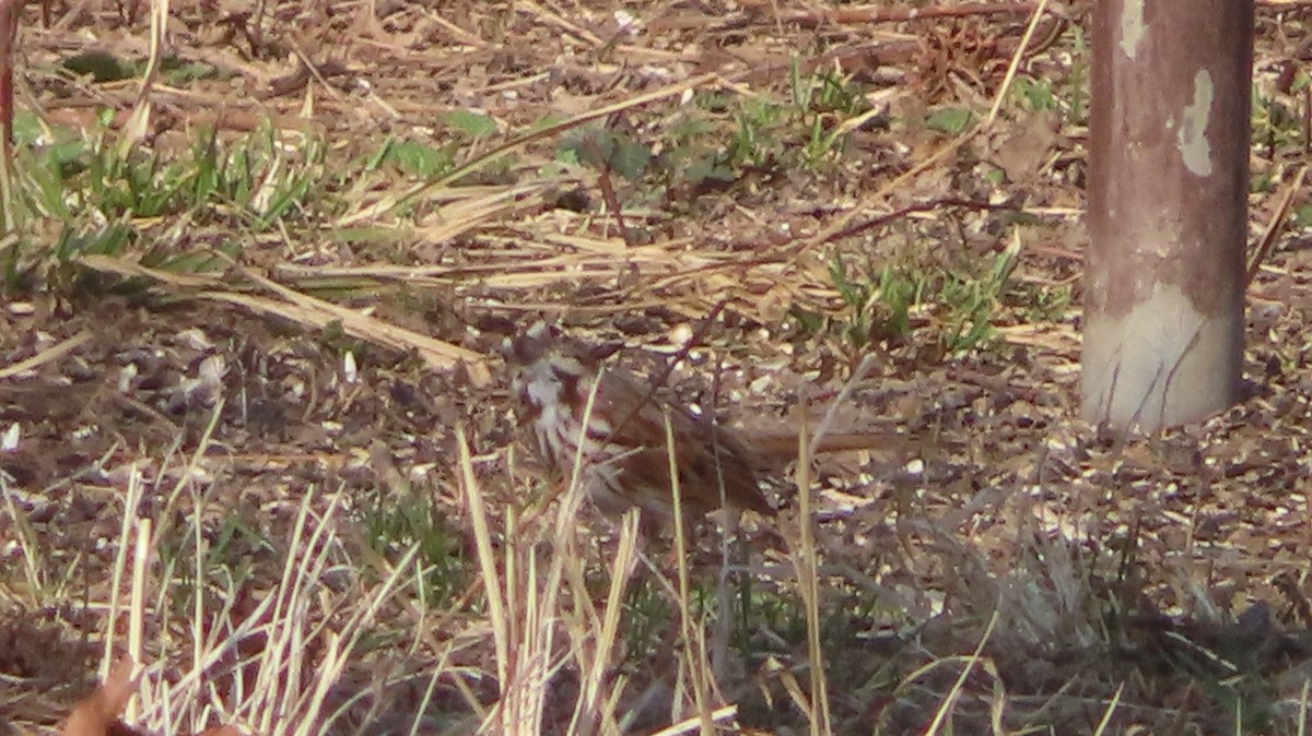 Song Sparrow - ML632066884