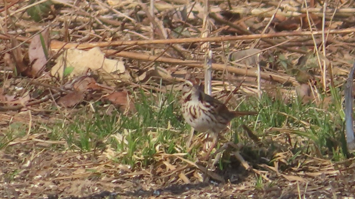 Song Sparrow - ML632066904