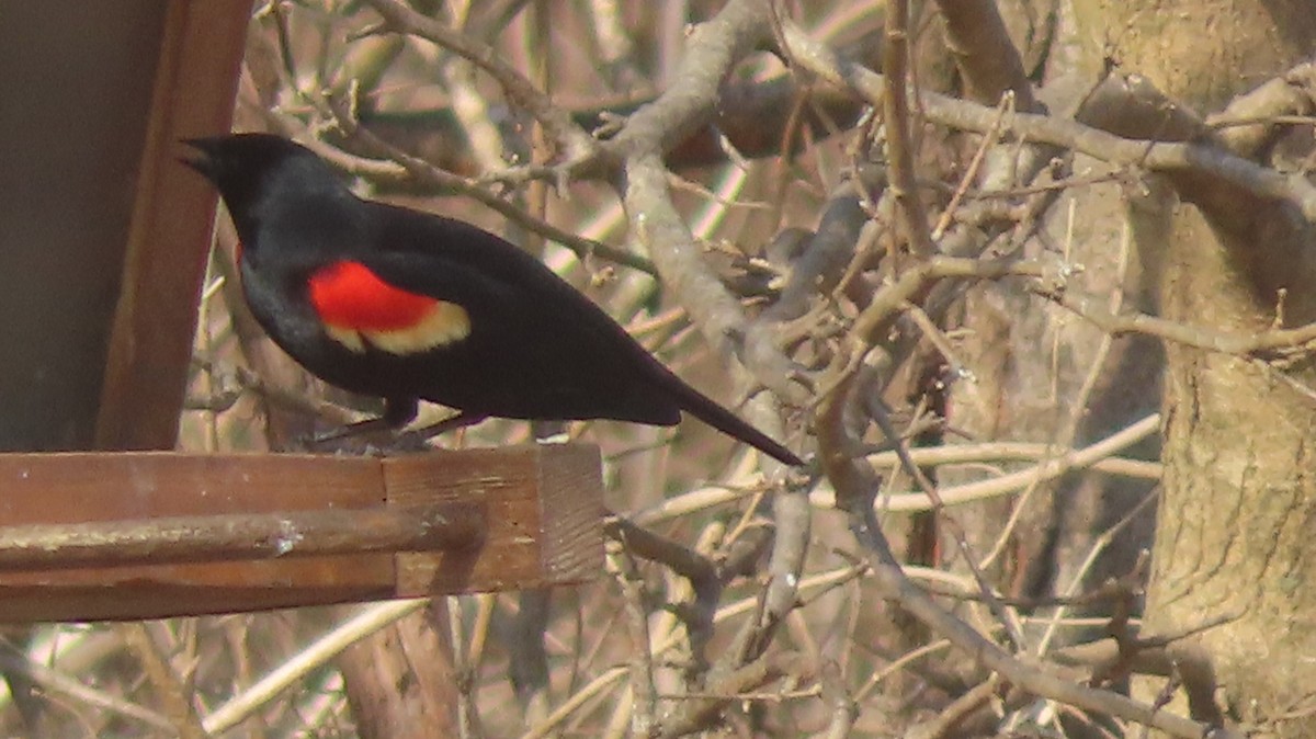 Red-winged Blackbird - ML632066912