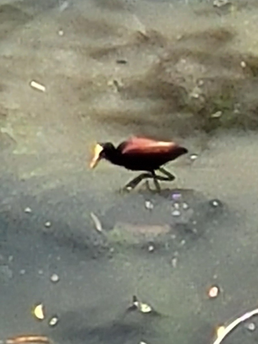 Northern Jacana - ML632067022