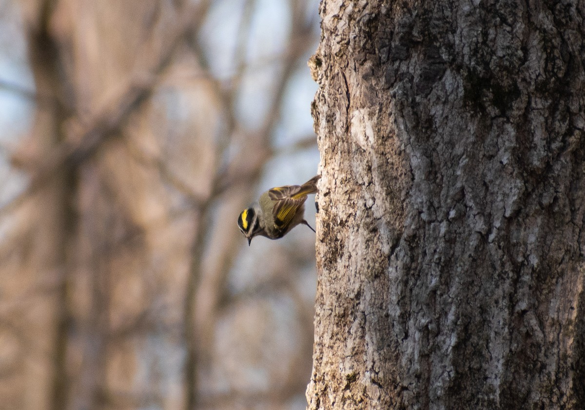 Golden-crowned Kinglet - ML632067057