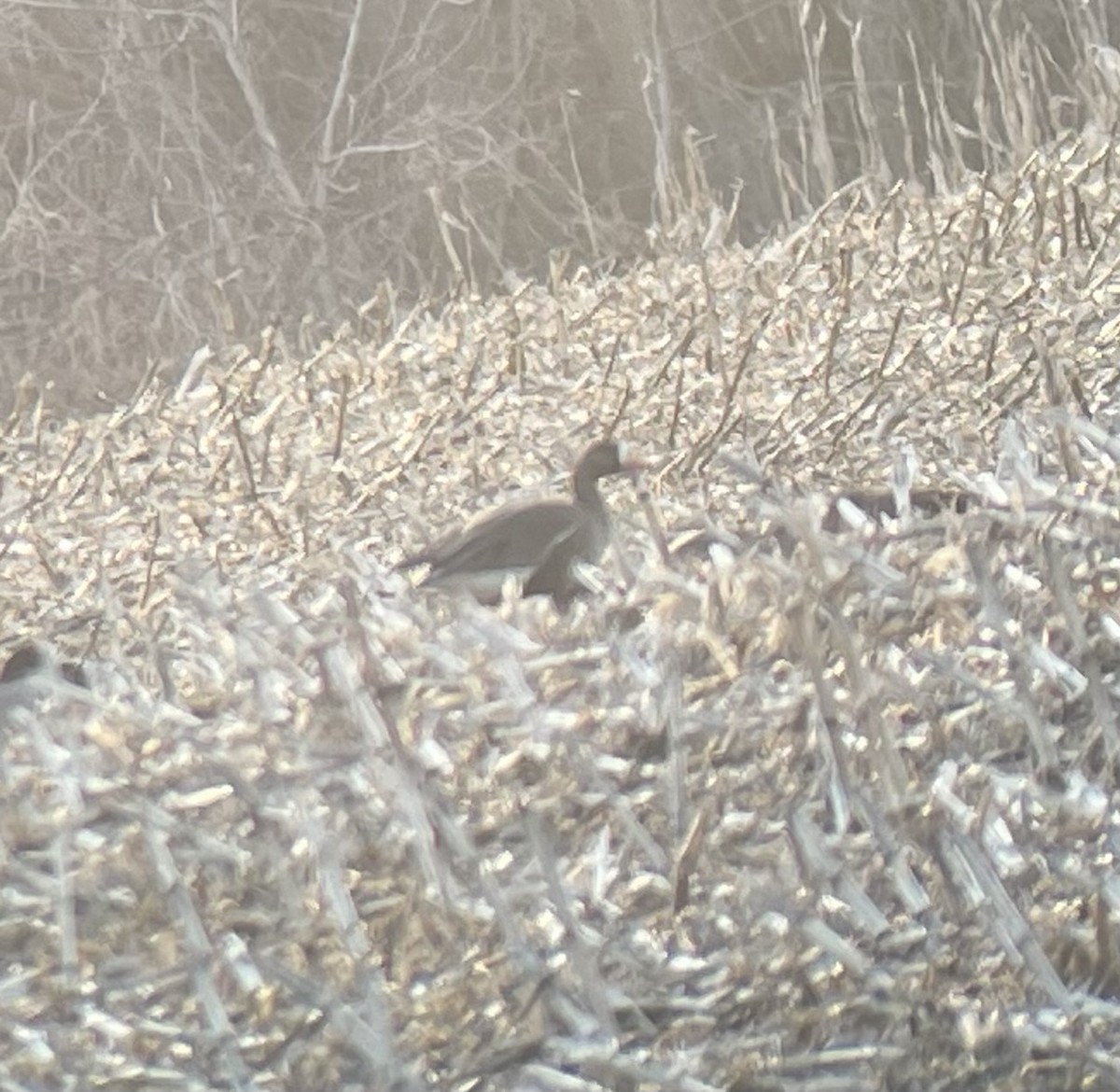 tundragås - ML632067119