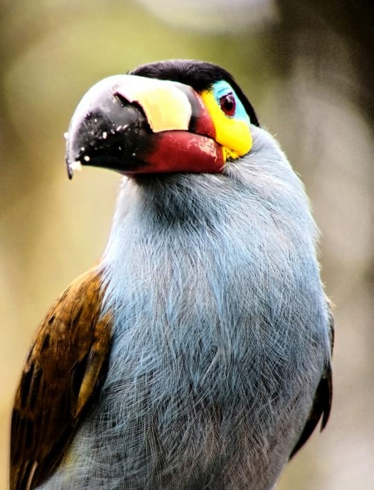 Plate-billed Mountain-Toucan - ML632067169