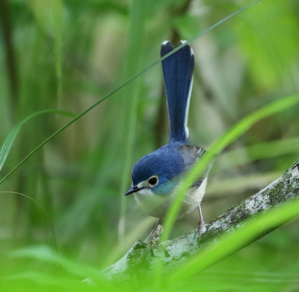 Lovely Fairywren - David Ongley
