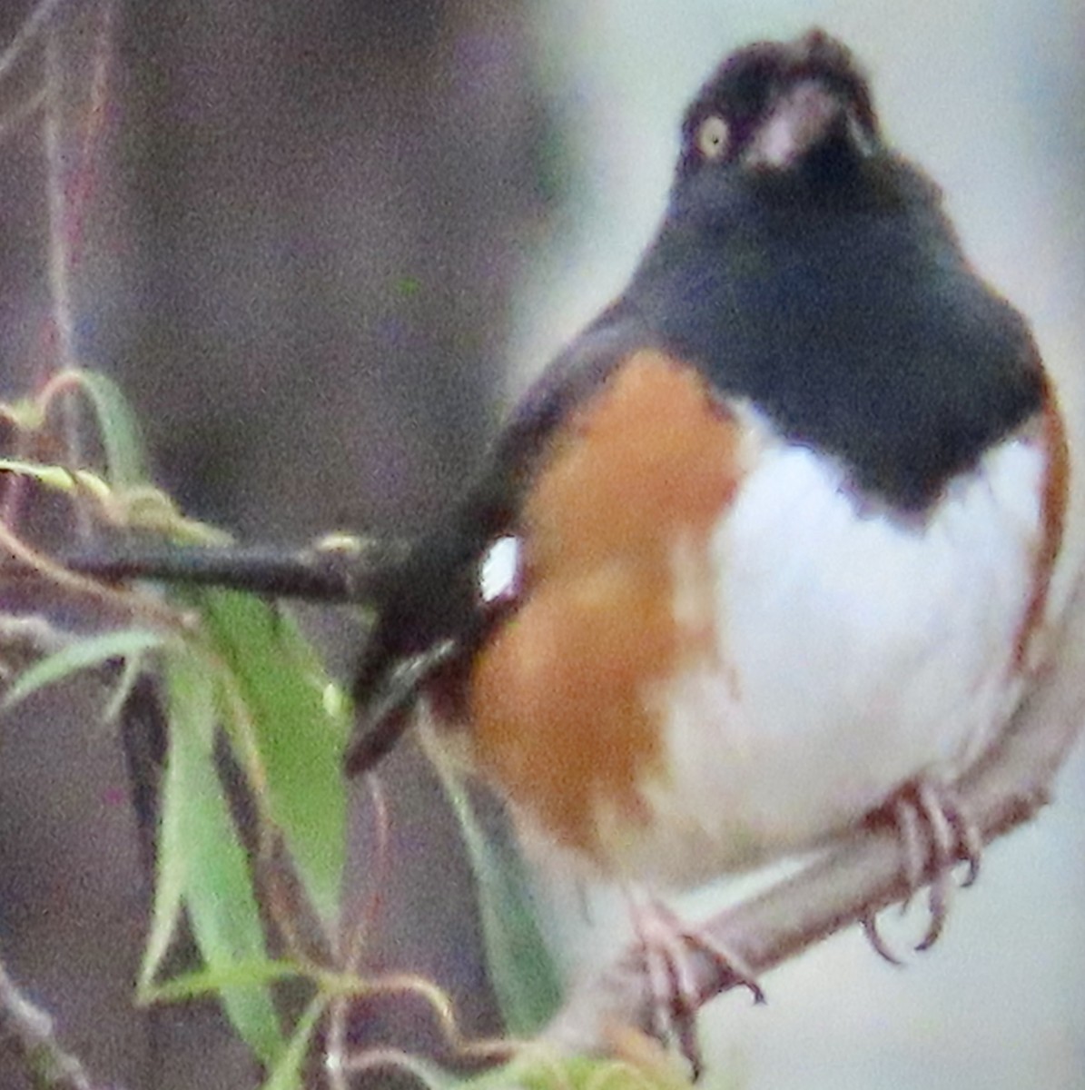 Eastern Towhee (White-eyed) - ML632067269