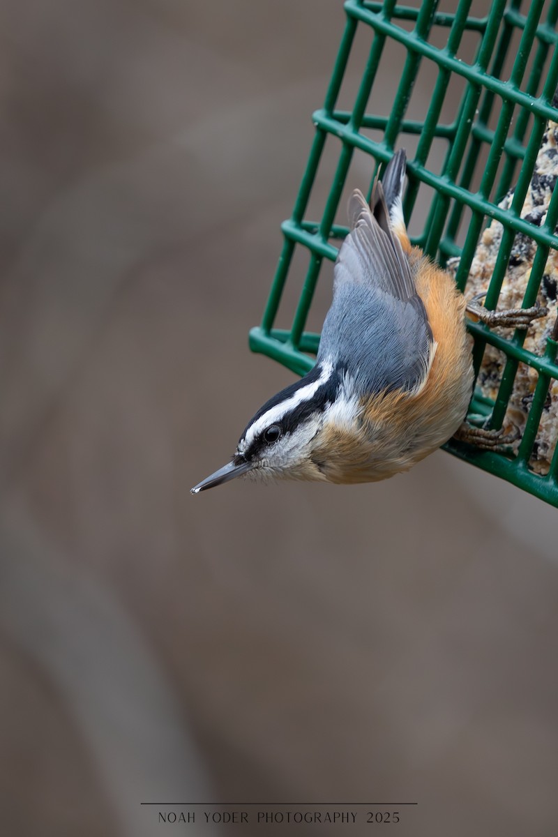 Red-breasted Nuthatch - ML632067283