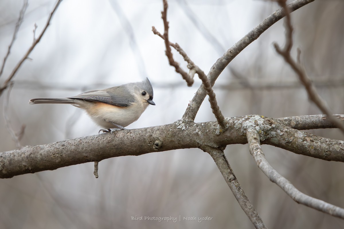 Tufted Titmouse - ML632067292