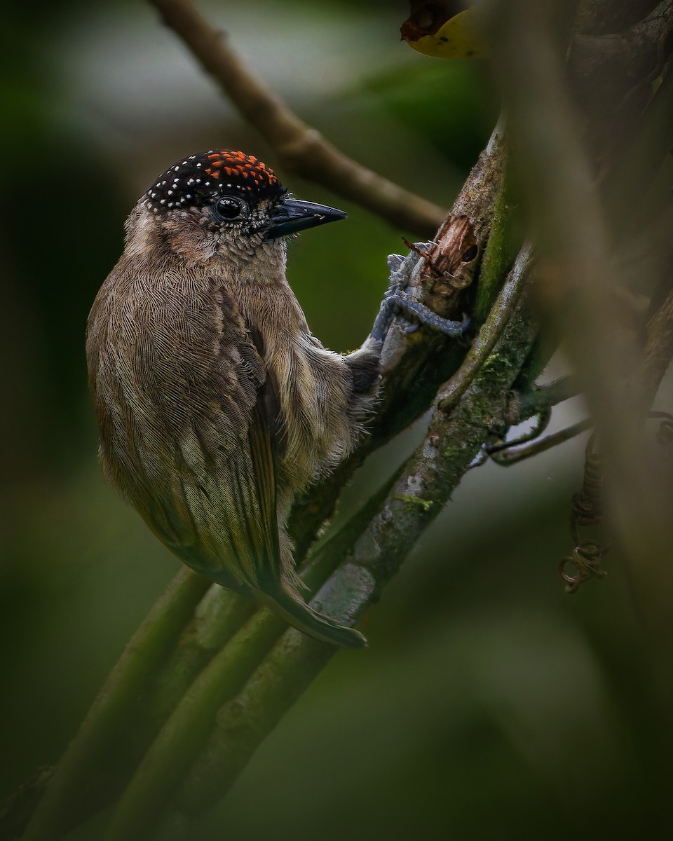 Olivaceous Woodcreeper - ML632067419