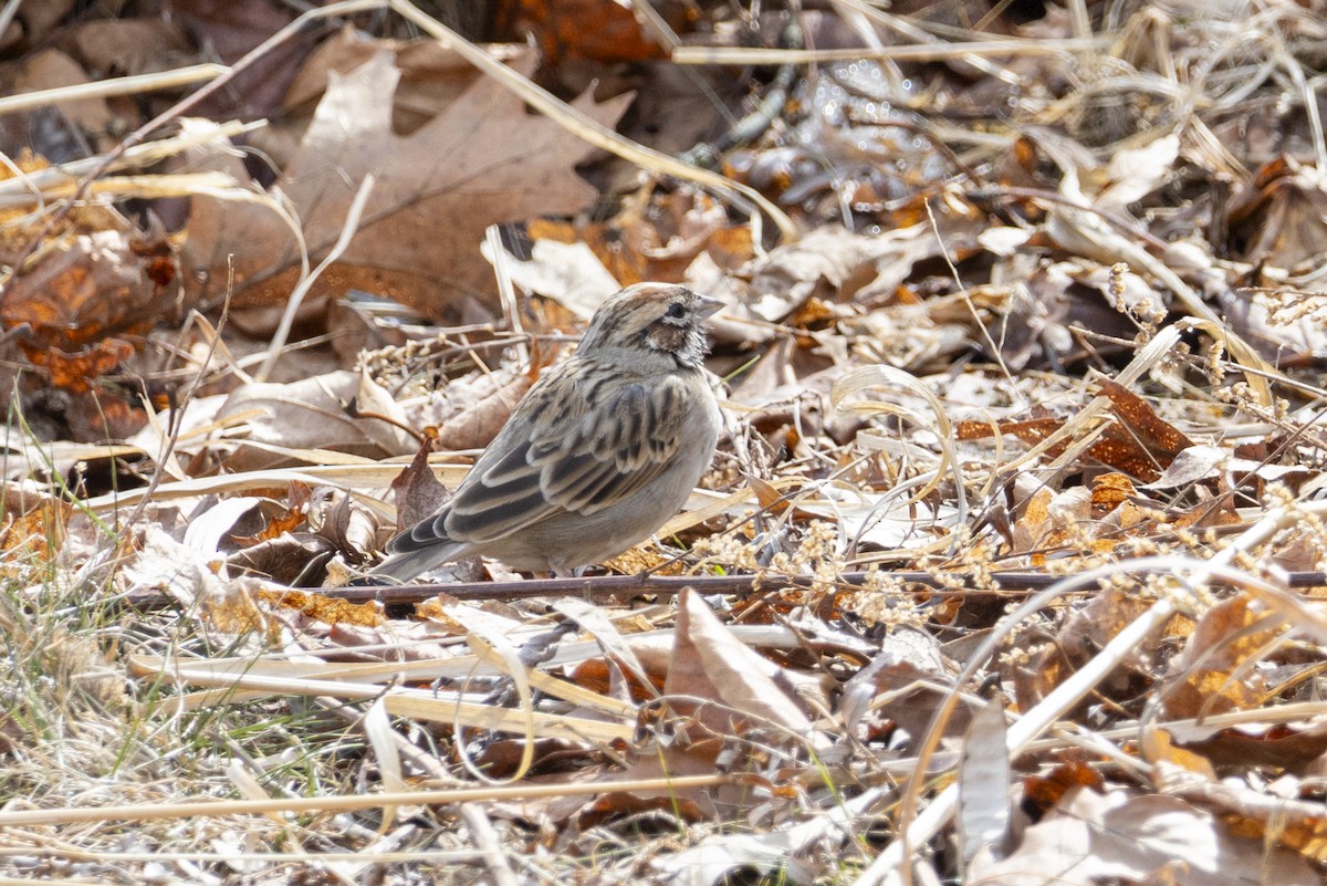 Lark Sparrow - ML632067496