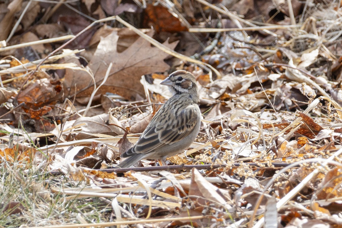 Lark Sparrow - ML632067497