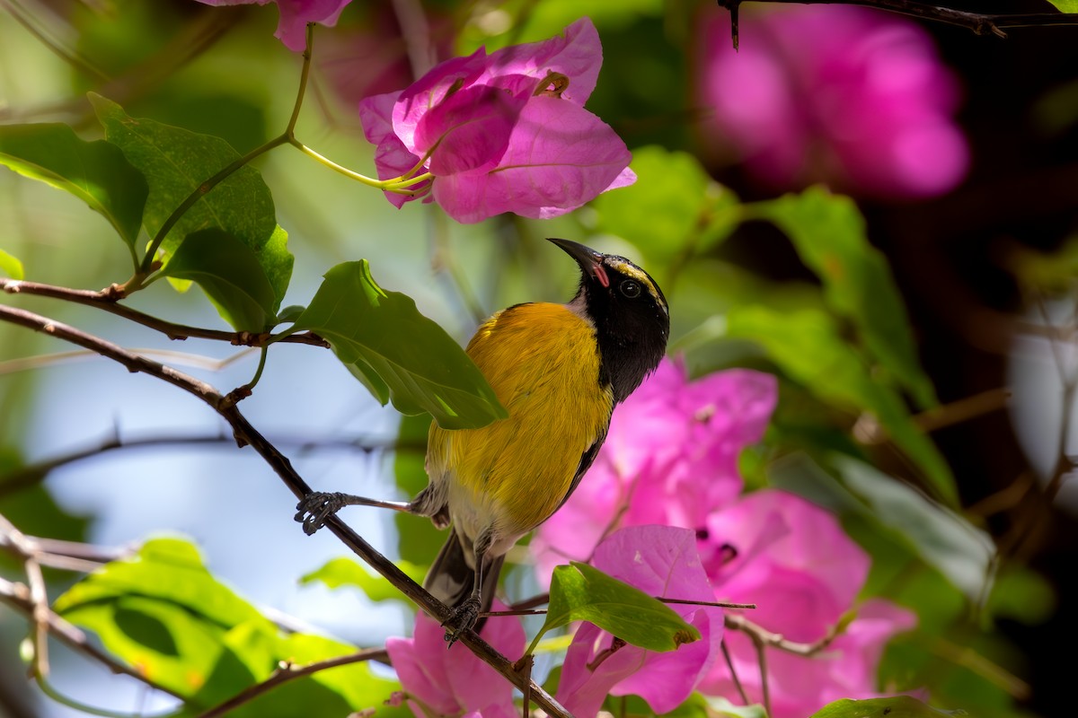 Bananaquit - ML632067705