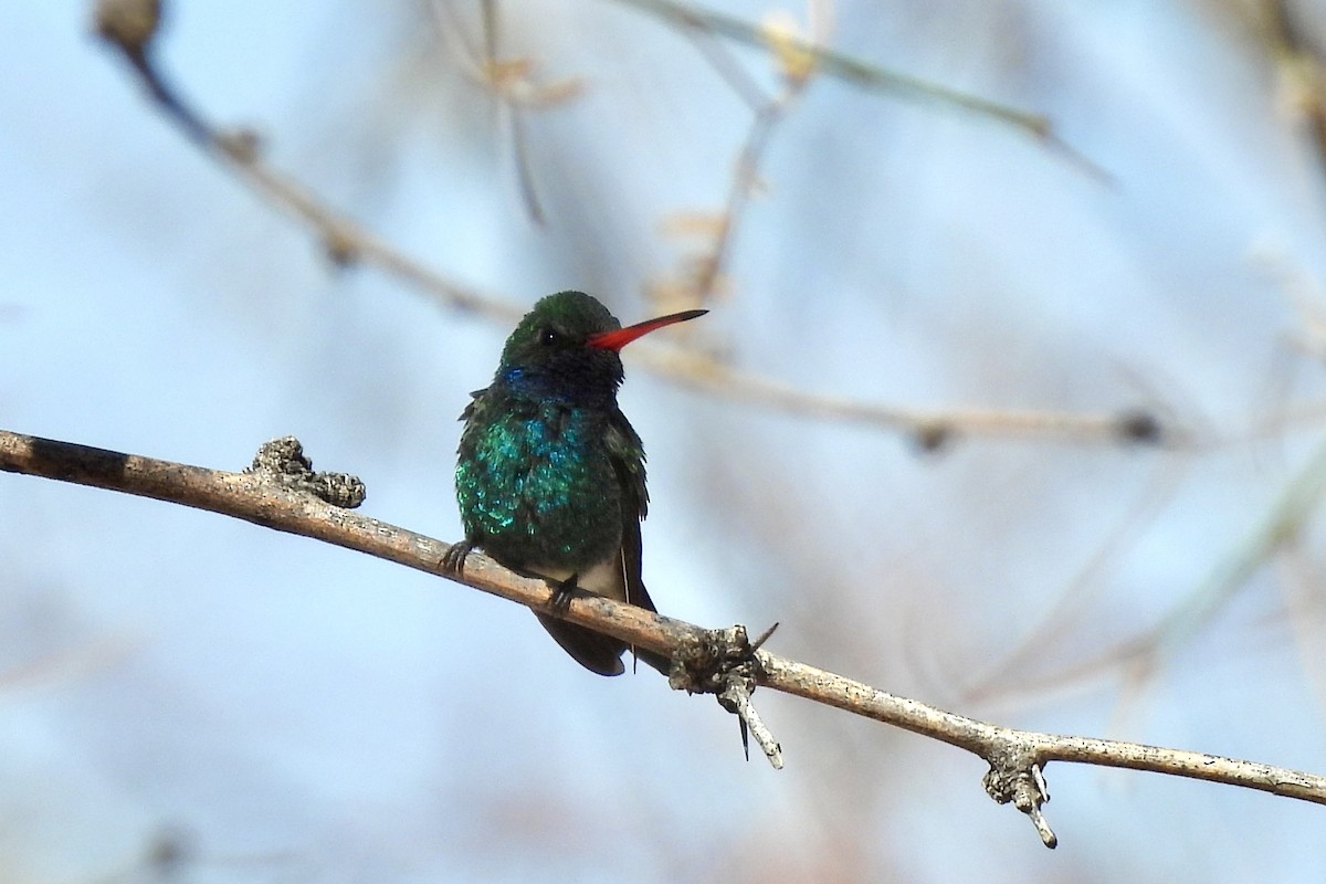 Broad-billed Hummingbird - ML632067780