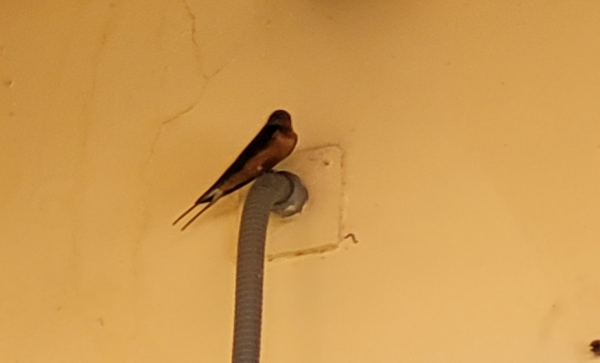 Barn Swallow - ML632068023
