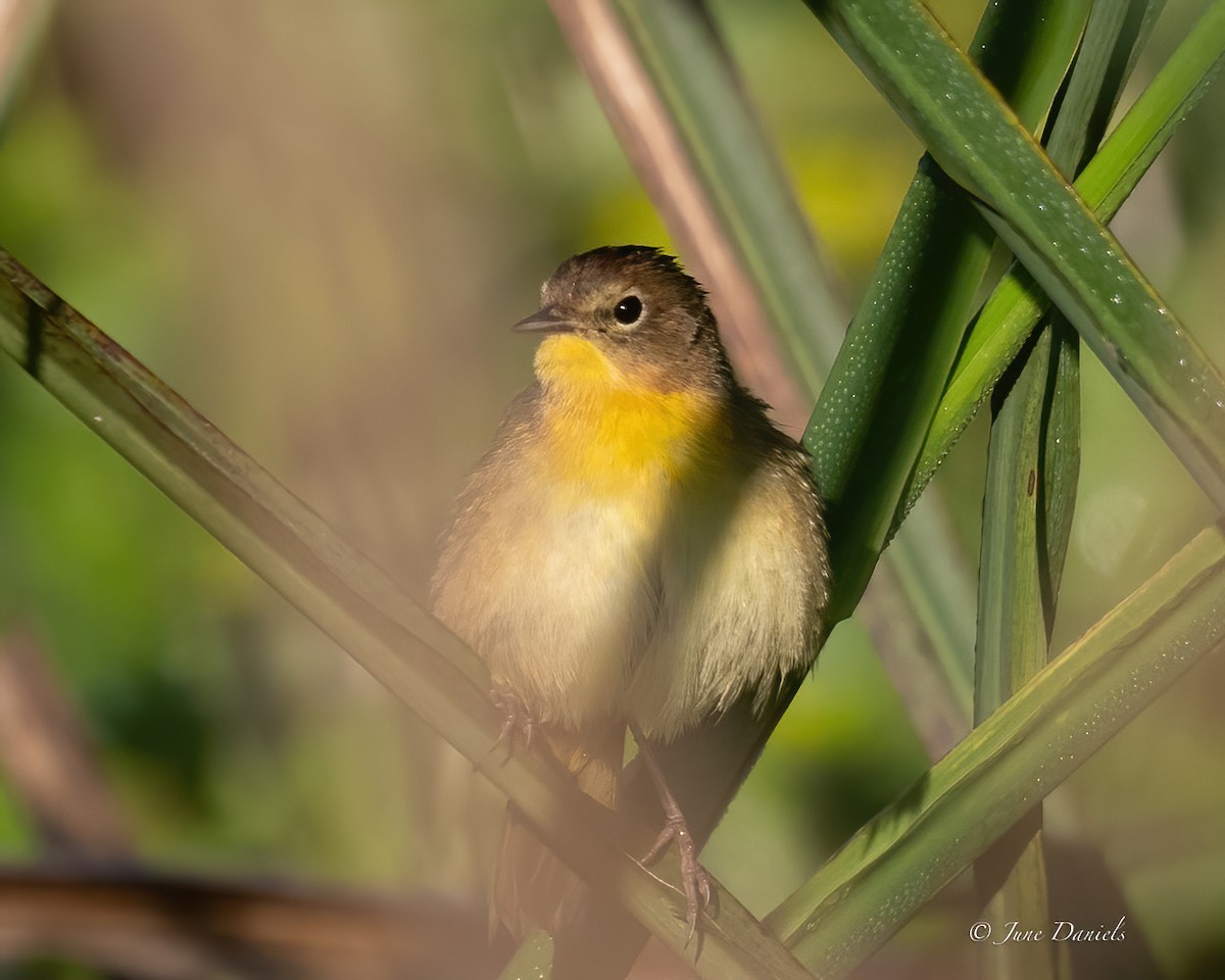 Common Yellowthroat - ML632068034