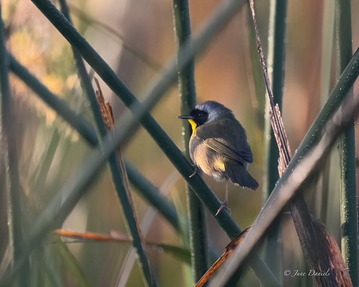 Common Yellowthroat - ML632068036