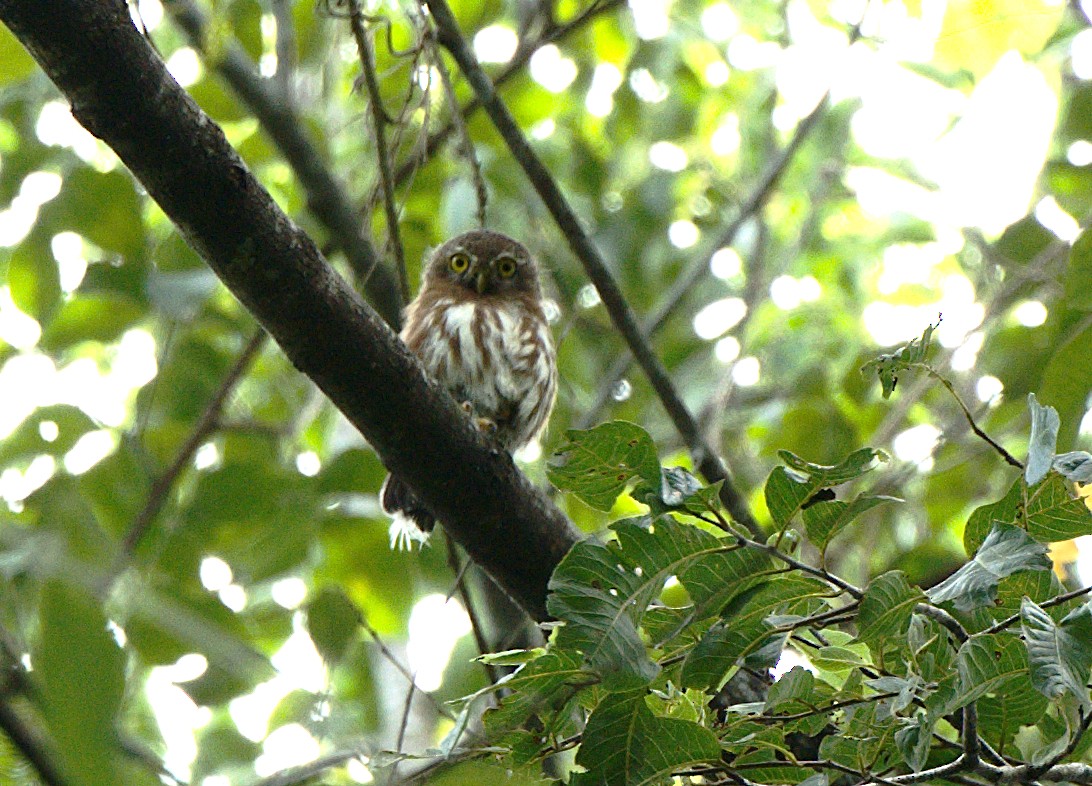 Least Pygmy-Owl - ML632068115