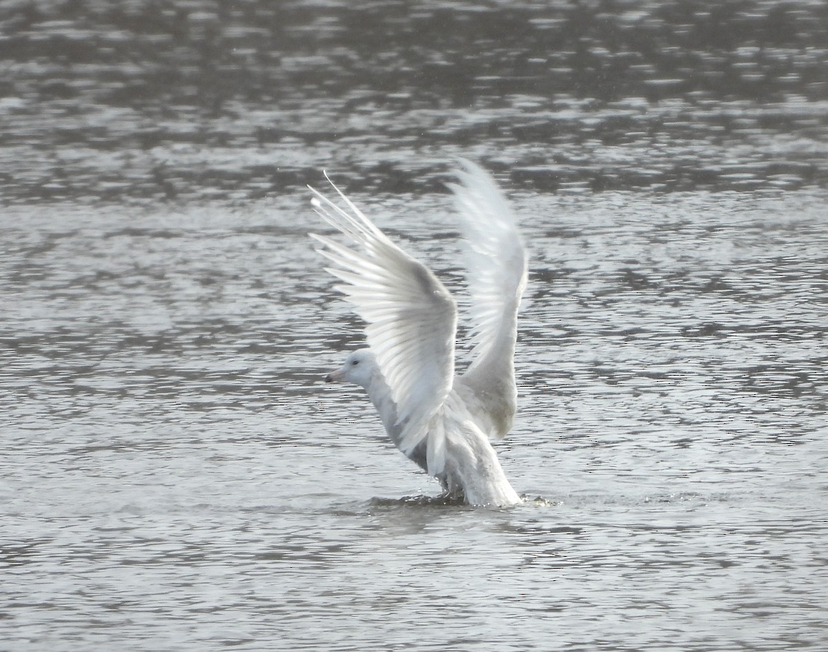 Glaucous Gull - ML632068224