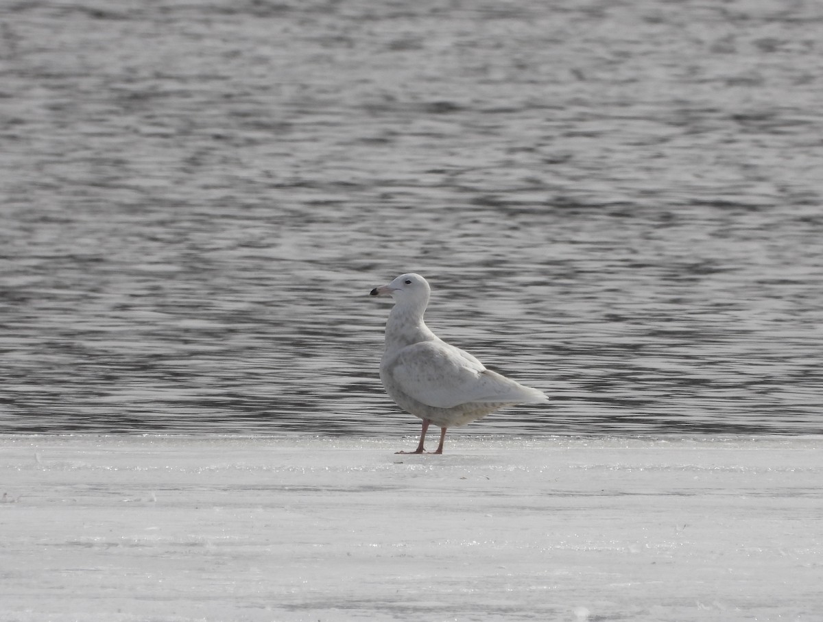 Glaucous Gull - ML632068225