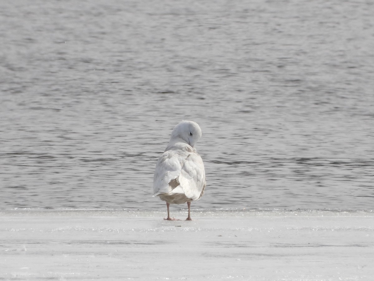 Glaucous Gull - ML632068226