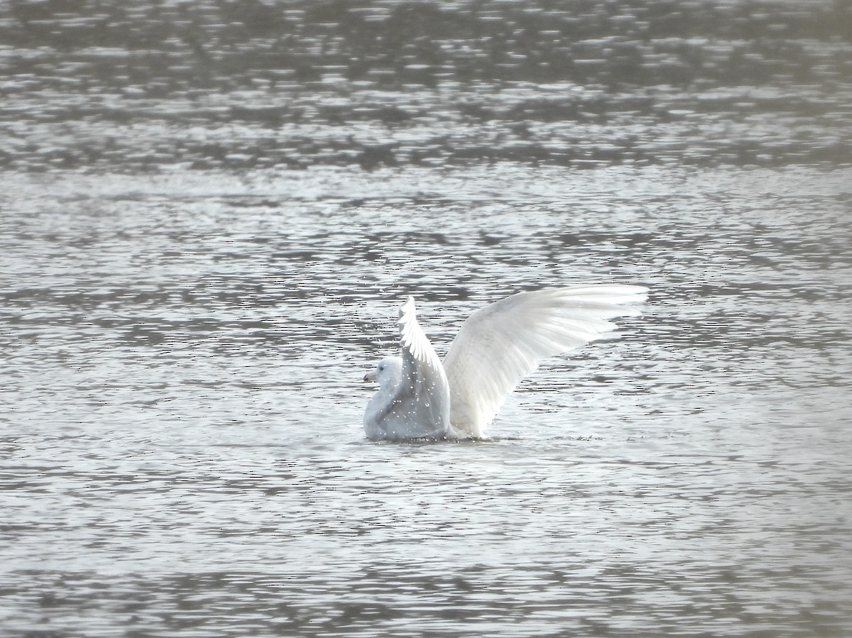 Glaucous Gull - ML632068228