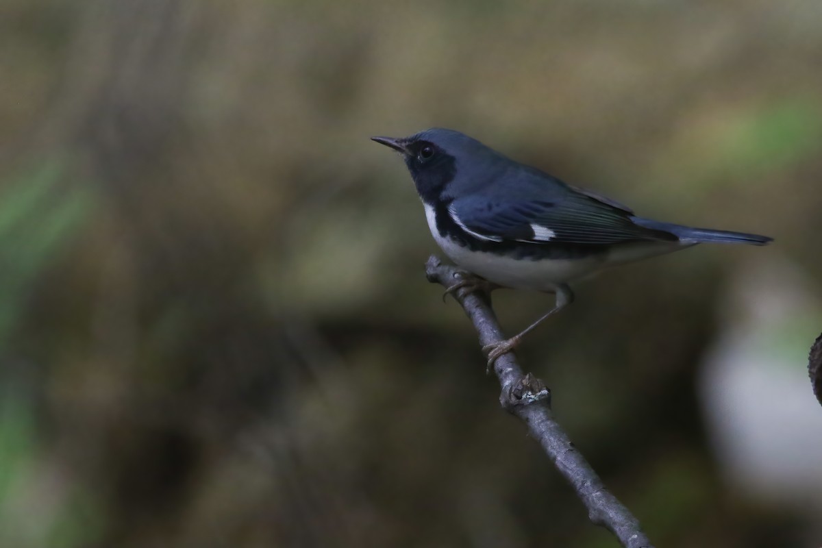 Black-throated Blue Warbler - ML632068573