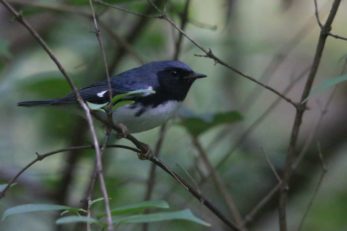 Black-throated Blue Warbler - ML632068574
