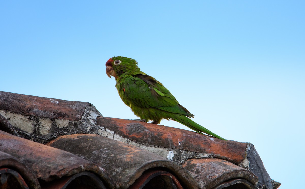 Crimson-fronted Parakeet - ML632068658