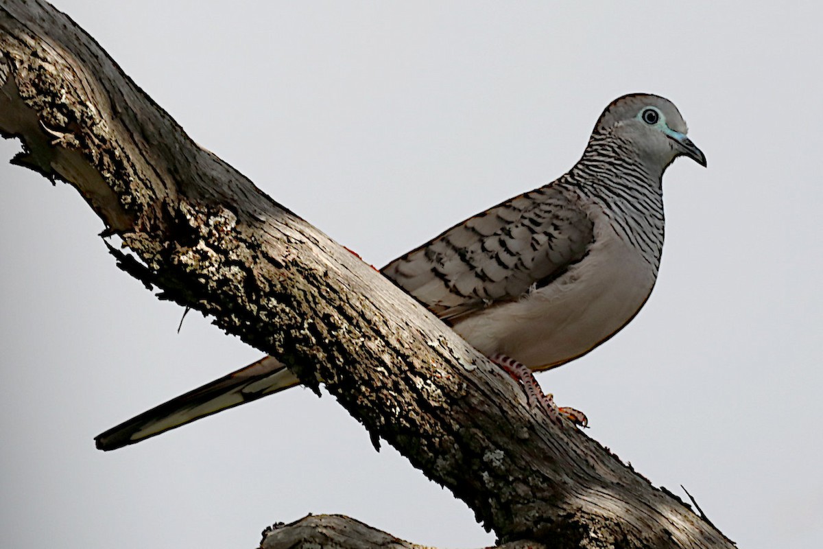 Peaceful Dove - ML632068889