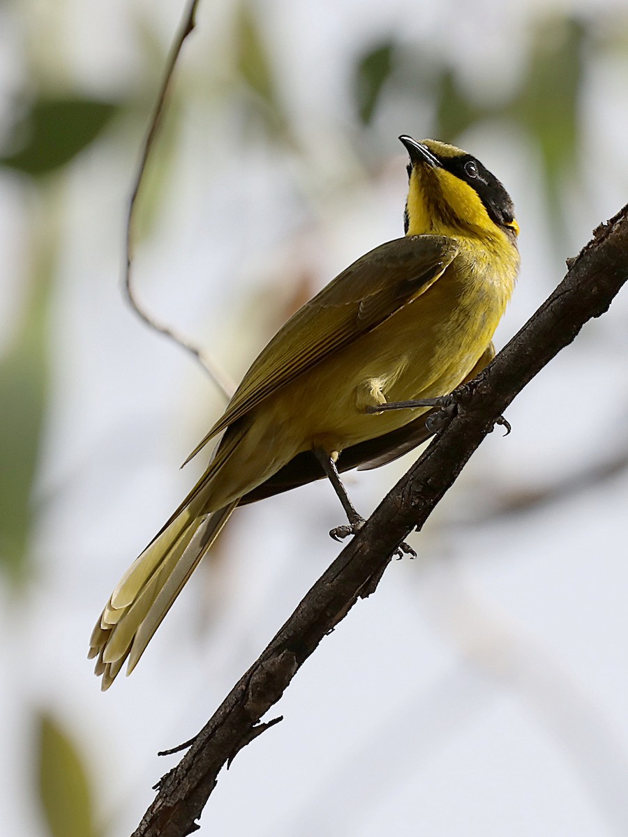 Yellow-tufted Honeyeater - ML632068901
