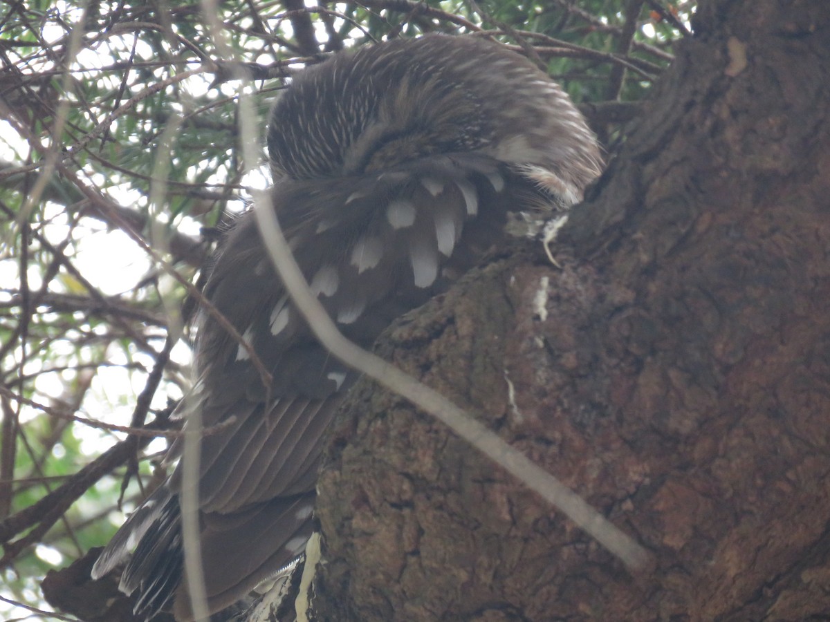 Northern Saw-whet Owl - ML632068904