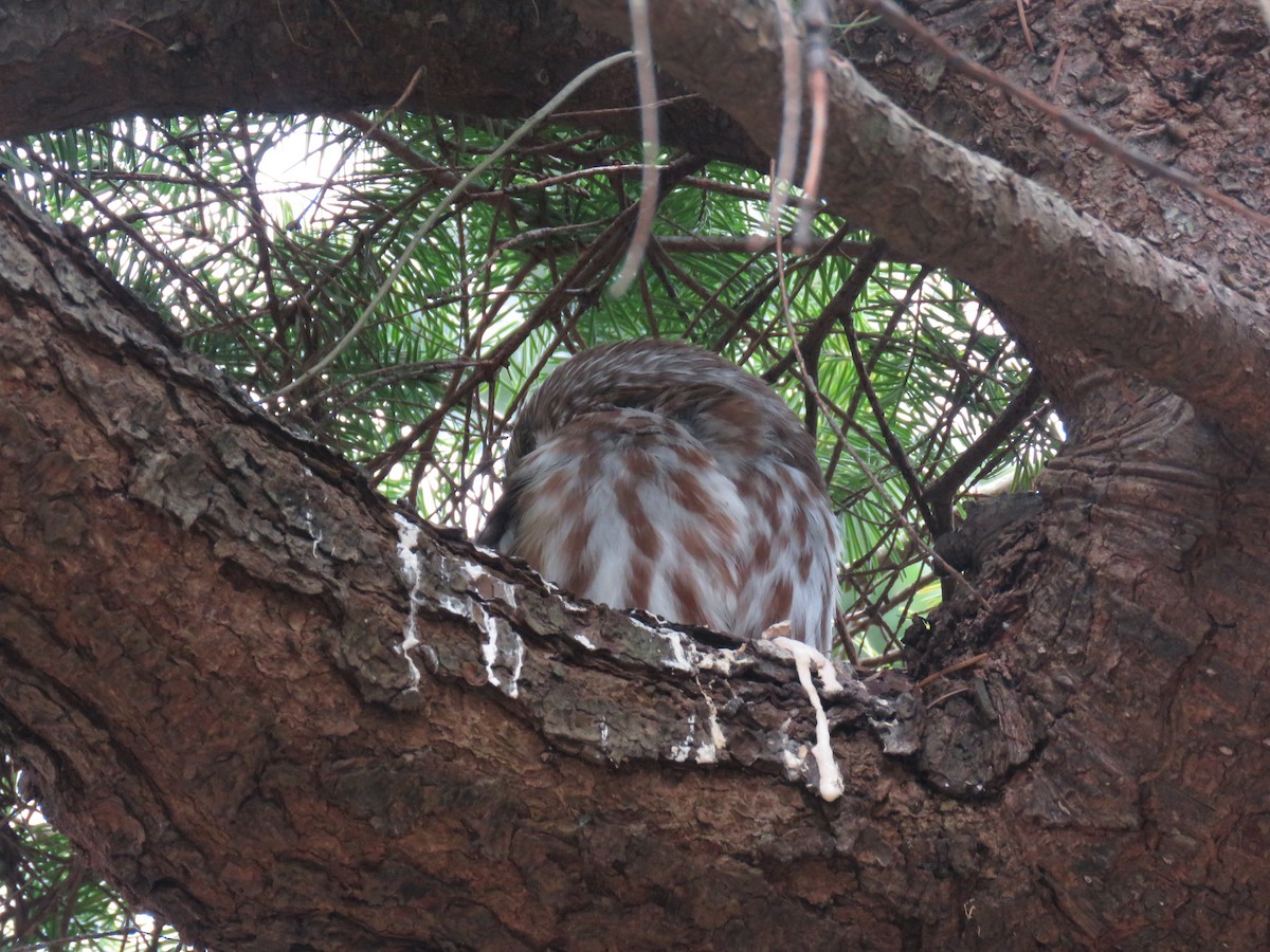 Northern Saw-whet Owl - ML632068907