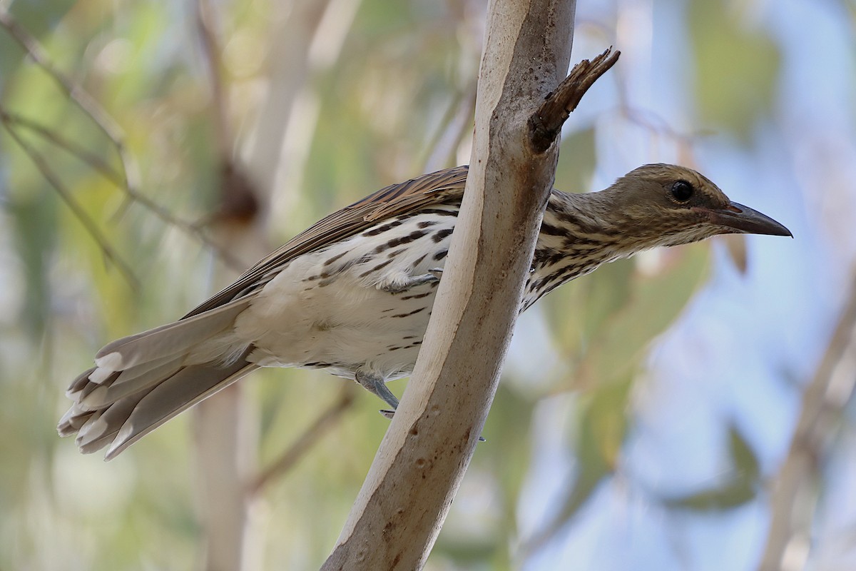 Olive-backed Oriole - ML632068910
