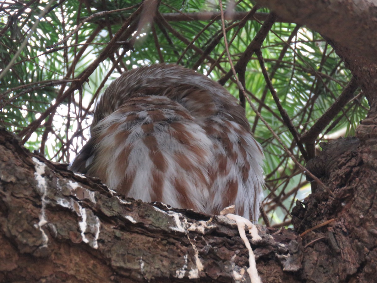 Northern Saw-whet Owl - ML632068911