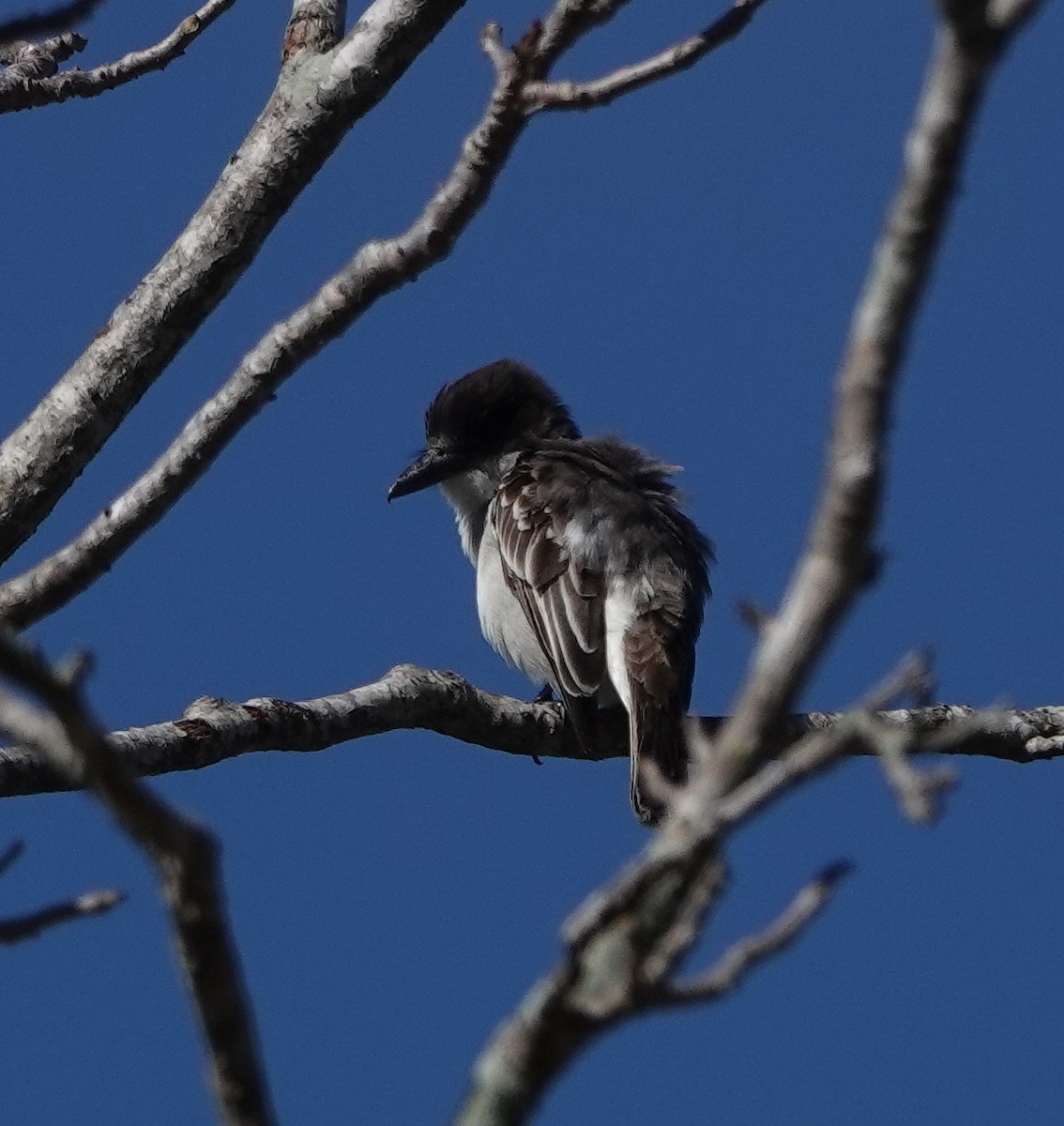 Giant Kingbird - ML632068922