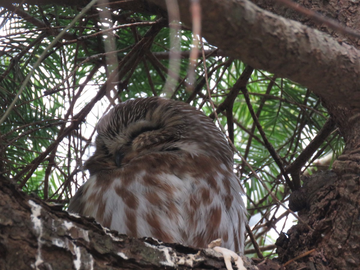 Northern Saw-whet Owl - ML632068923
