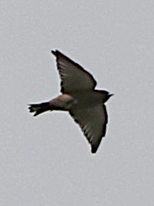Dusky Woodswallow - ML632068928