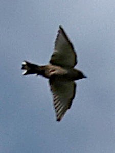 Dusky Woodswallow - ML632068929