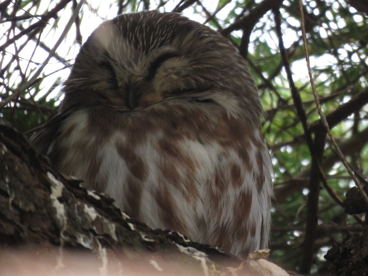 Northern Saw-whet Owl - ML632068935