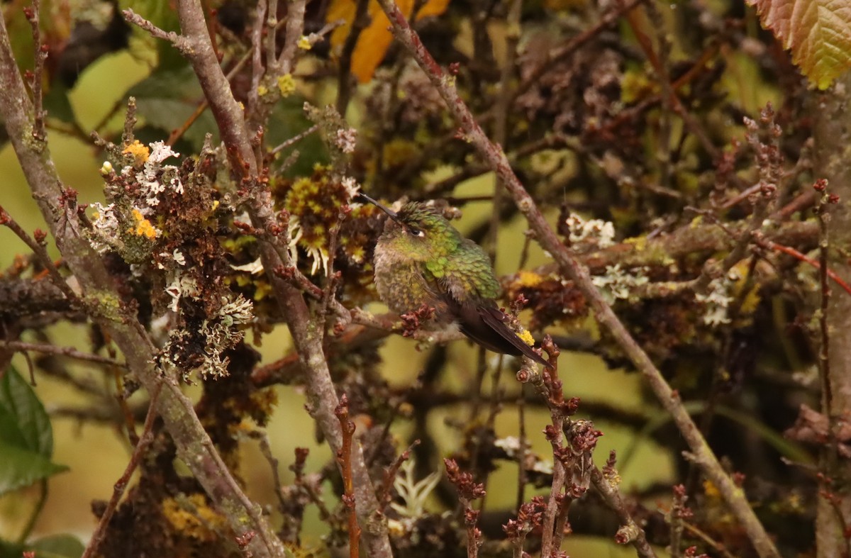 Tyrian Metaltail - ML632069027