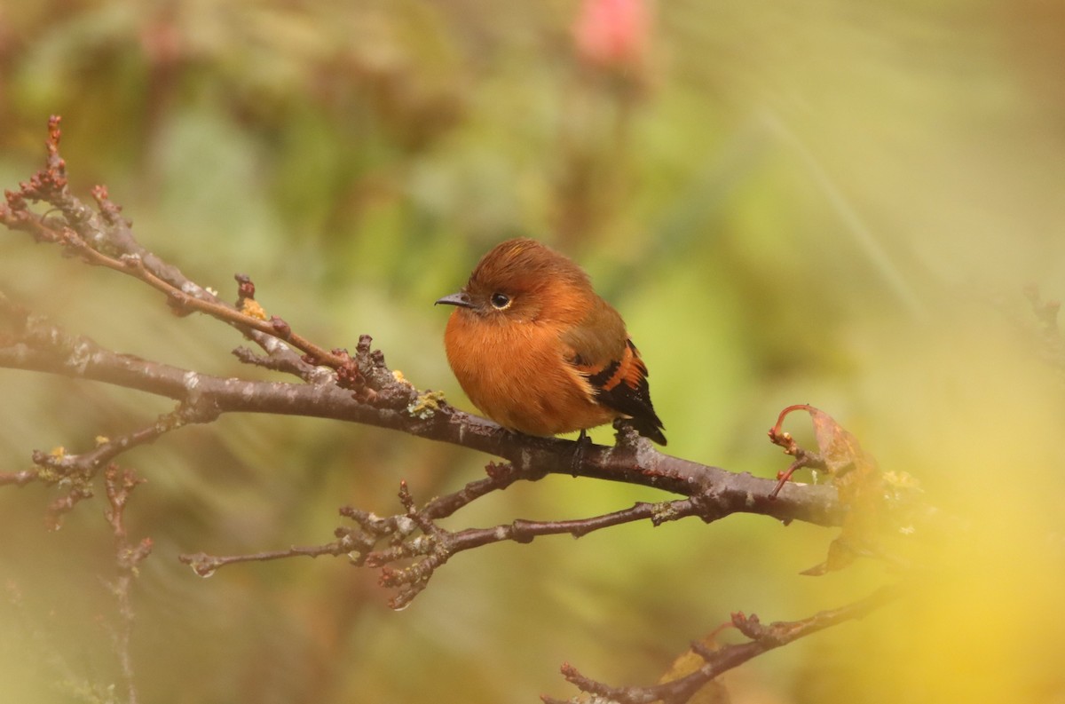 Cinnamon Flycatcher - ML632069054