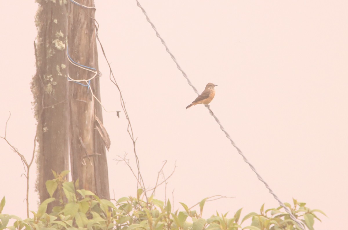 Streak-throated Bush-Tyrant - ML632069072